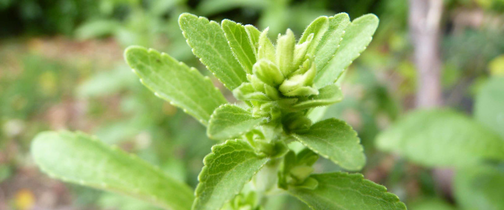 Stevia