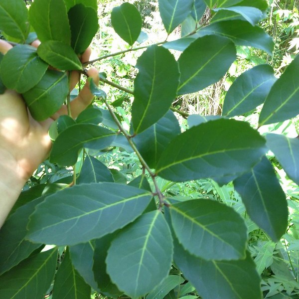 Paraguayaanse hulst zonder geheimen - yerba mate met het oog van een botanicus