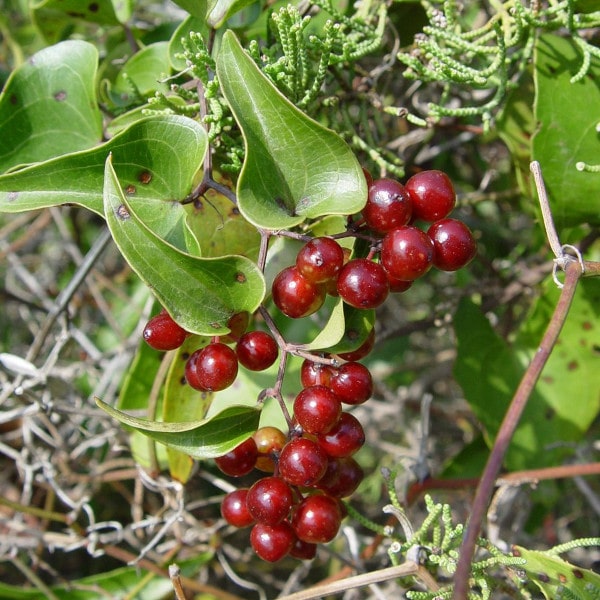 Sarsaparilla - een wonderbaarlijke plant