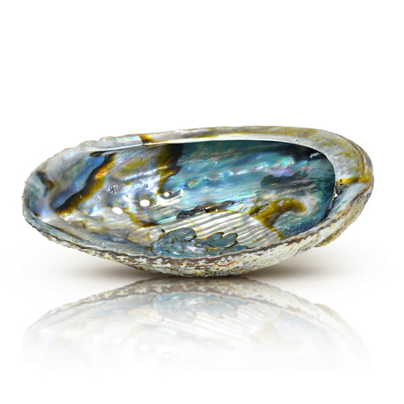 Abalone Schelp - Wierookhouder